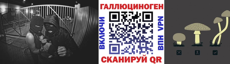 Купить закладки  Тайшет  Псилоцибиновые грибы Psilocybine cubensis 